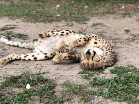 Cheetah (15).JPG